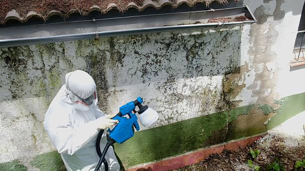 Top rated local Mold Removal specialists in Decatur, TX